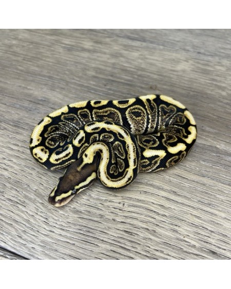 37/2025 - 0.1 Ghi Spotnose het Clown