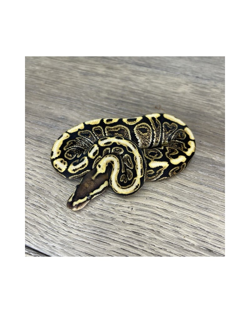 37/2025 - 0.1 Ghi Spotnose het Clown 37/2025 - 0.1 Ghi Spotnose het Clown