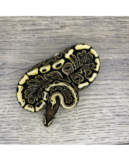 37/2025 - 0.1 Ghi Spotnose het Clown 37/2025 - 0.1 Ghi Spotnose het Clown