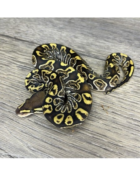 38/2025 - 0.1 Ghi Fire Special 66% het Clown