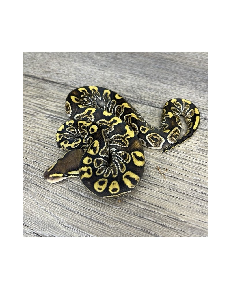 38/2025 - 0.1 Ghi Fire Special 66% het Clown 38/2025 - 0.1 Ghi Fire Special 66% het Clown