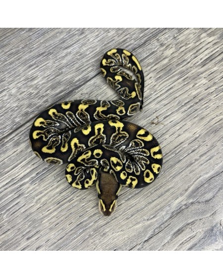 38/2025 - 0.1 Ghi Fire Special 66% het Clown 38/2025 - 0.1 Ghi Fire Special 66% het Clown