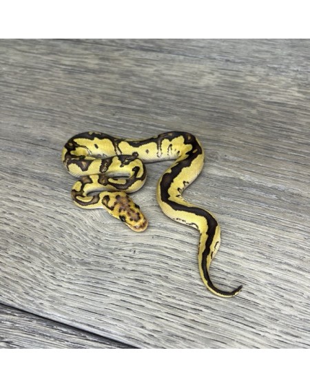 39/2025 - 1.0 Fire Clown