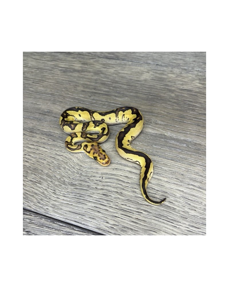 39/2025 - 1.0 Fire Clown