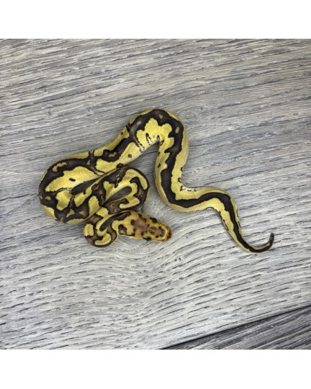 39/2025 - 1.0 Fire Clown 39/2025 - 1.0 Fire Clown