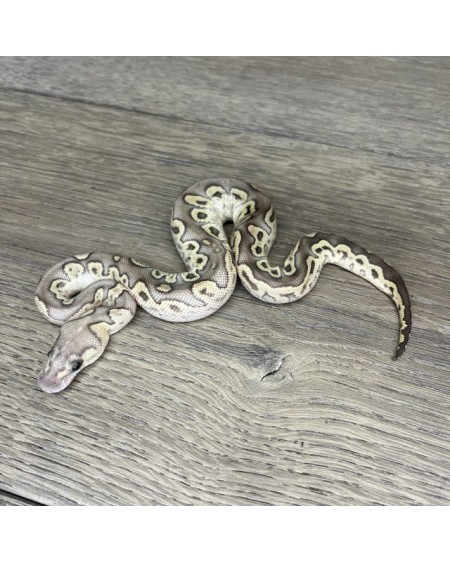 40/2025 - 1.0 Ghi Butter Clown