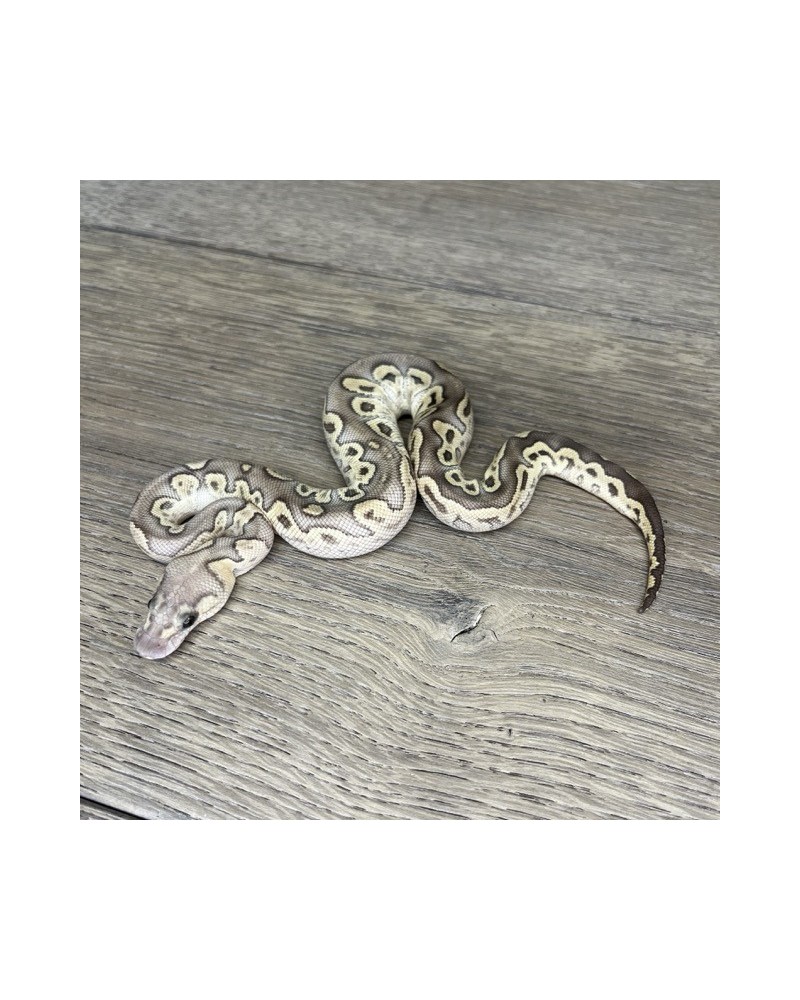 40/2025 - 1.0 Ghi Butter Clown 40/2025 - 1.0 Ghi Butter Clown