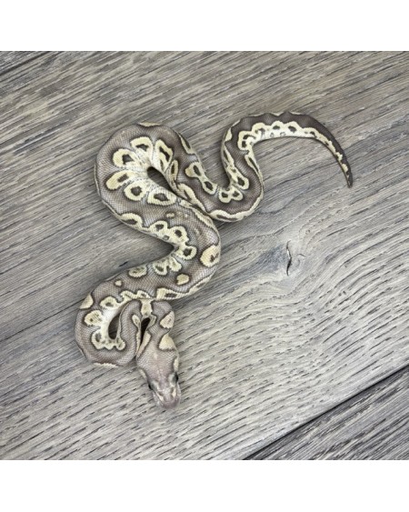 40/2025 - 1.0 Ghi Butter Clown 40/2025 - 1.0 Ghi Butter Clown