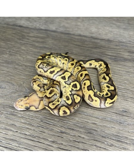 41/2025 - 1.0 Ghi Fire Clown