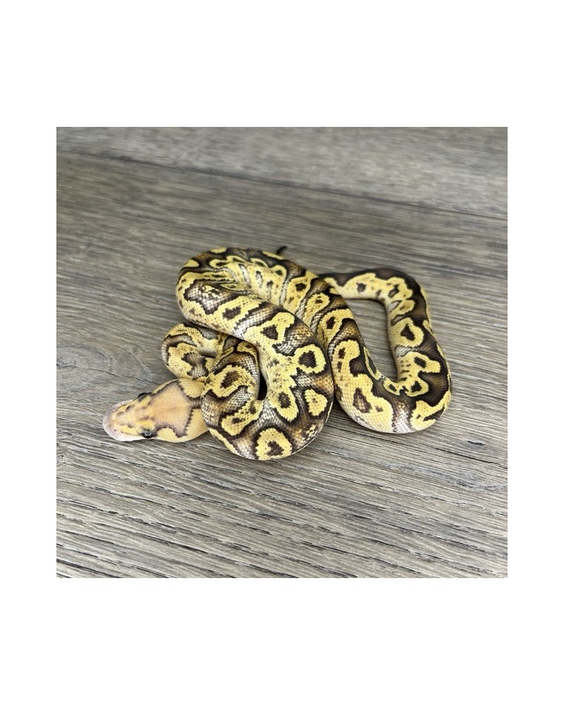 41/2025 - 1.0 Ghi Fire Clown 41/2025 - 1.0 Ghi Fire Clown