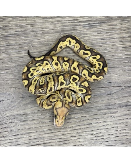 41/2025 - 1.0 Ghi Fire Clown 41/2025 - 1.0 Ghi Fire Clown