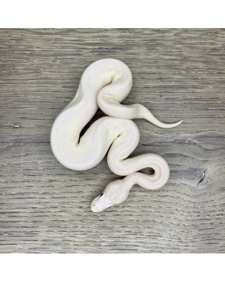 43/2025 - 0.1 Butter Special poss Ghi Fire Clown 43/2025 - 0.1 Butter Special poss Ghi Fire Clown