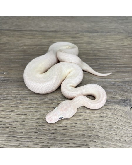 43/2025 - 0.1 Butter Special poss Ghi Fire Clown