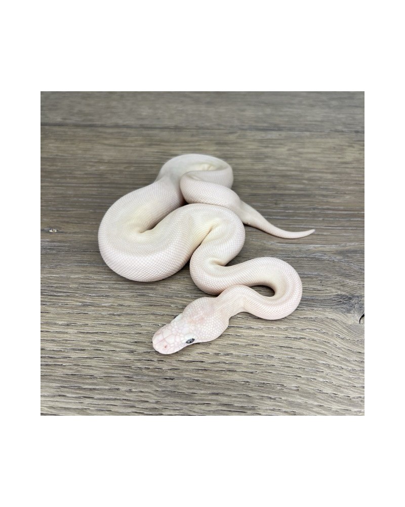 43/2025 - 0.1 Butter Special poss Ghi Fire Clown 43/2025 - 0.1 Butter Special poss Ghi Fire Clown