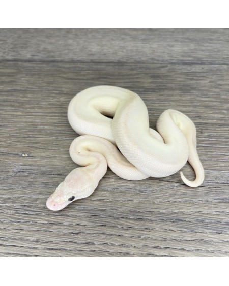 44/2025 - 0.1 Butter Special poss Ghi Fire Clown