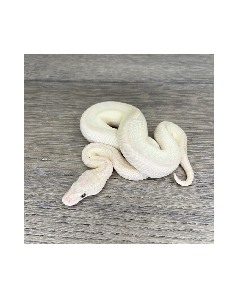 44/2025 - 0.1 Butter Special poss Ghi Fire Clown 44/2025 - 0.1 Butter Special poss Ghi Fire Clown