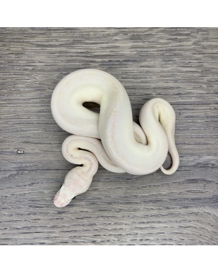 44/2025 - 0.1 Butter Special poss Ghi Fire Clown 44/2025 - 0.1 Butter Special poss Ghi Fire Clown