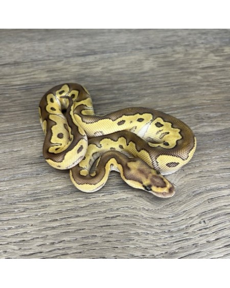 45/2025 - 1.0 Butter Clown