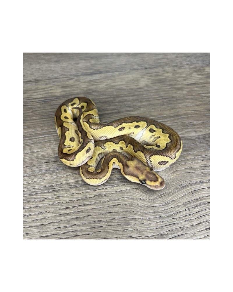 45/2025 - 1.0 Butter Clown 45/2025 - 1.0 Butter Clown