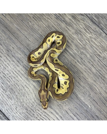 45/2025 - 1.0 Butter Clown 45/2025 - 1.0 Butter Clown