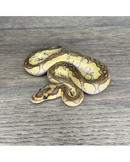 46/2025 - 1.0 Butter Clown