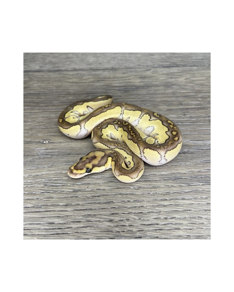 46/2025 - 1.0 Butter Clown 46/2025 - 1.0 Butter Clown