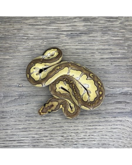 46/2025 - 1.0 Butter Clown 46/2025 - 1.0 Butter Clown