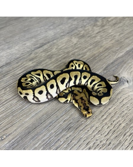 47/2025 - 1.0 Spotnose Clown