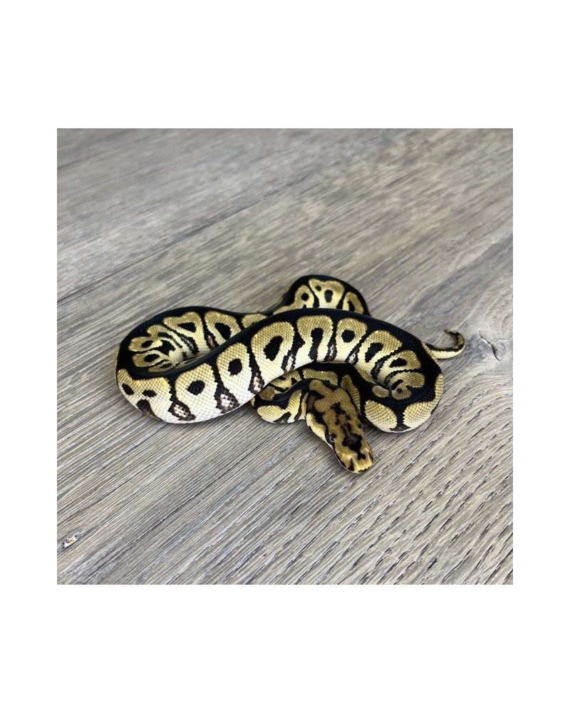 47/2025 - 1.0 Spotnose Clown 47/2025 - 1.0 Spotnose Clown