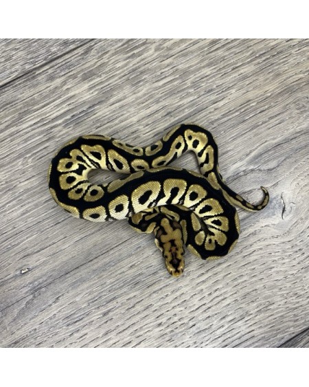 47/2025 - 1.0 Spotnose Clown 47/2025 - 1.0 Spotnose Clown