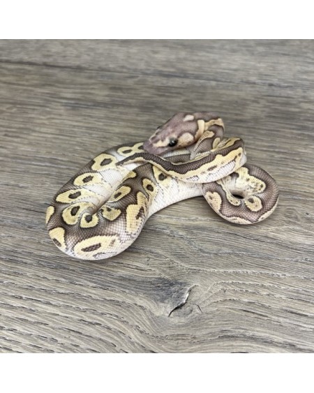 49/2025 - 1.0 Ghi Butter Clown