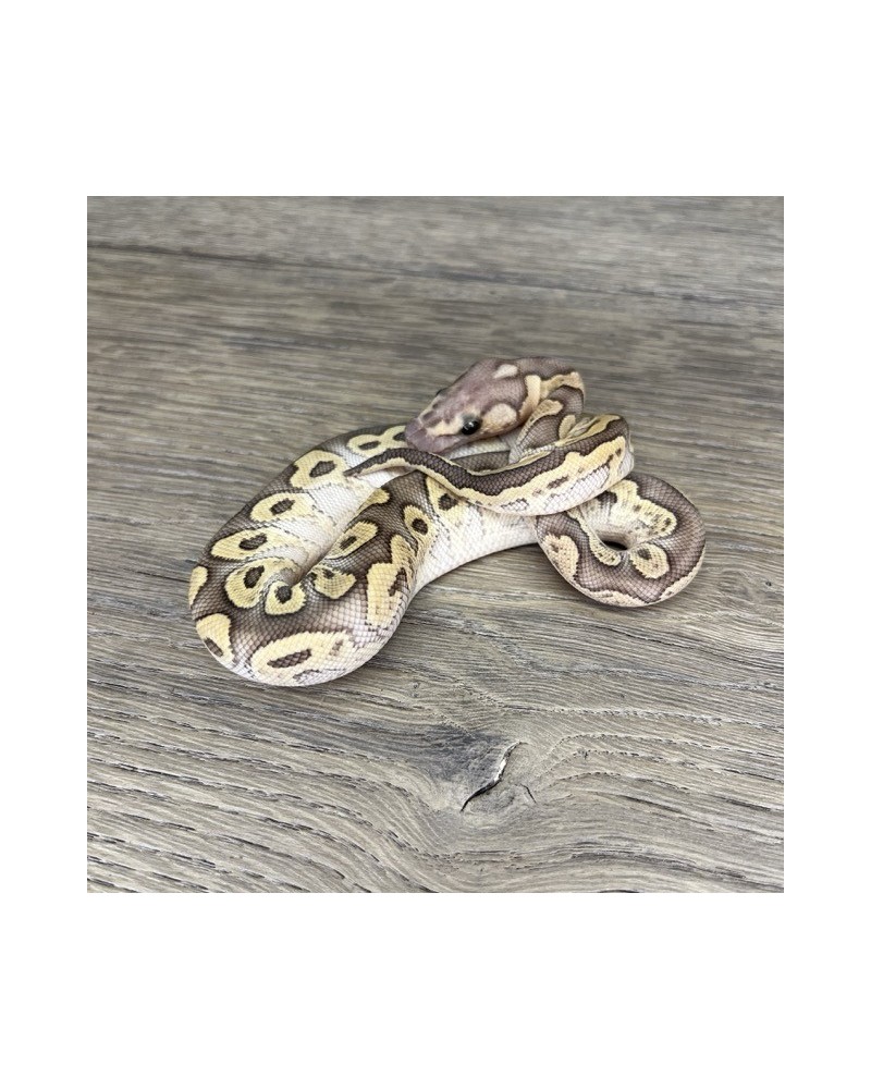 49/2025 - 1.0 Ghi Butter Clown 49/2025 - 1.0 Ghi Butter Clown