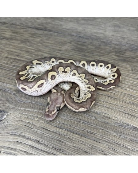 50/2025 - 0.1 Ghi Butter Clown