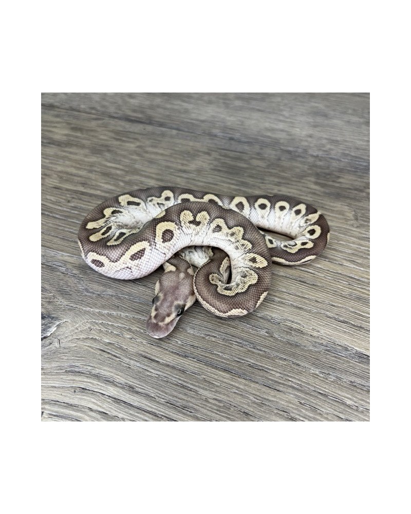 50/2025 - 0.1 Ghi Butter Clown 50/2025 - 0.1 Ghi Butter Clown