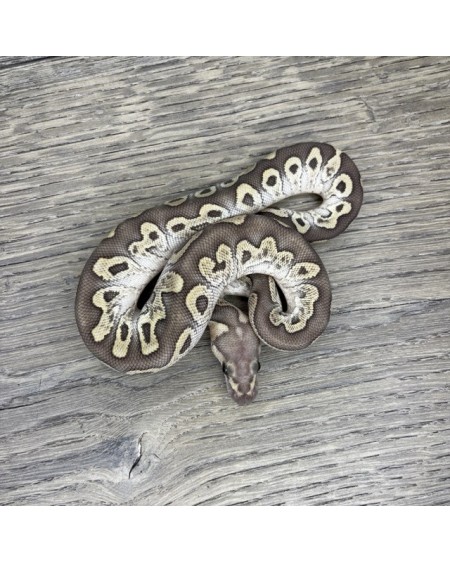 50/2025 - 0.1 Ghi Butter Clown 50/2025 - 0.1 Ghi Butter Clown