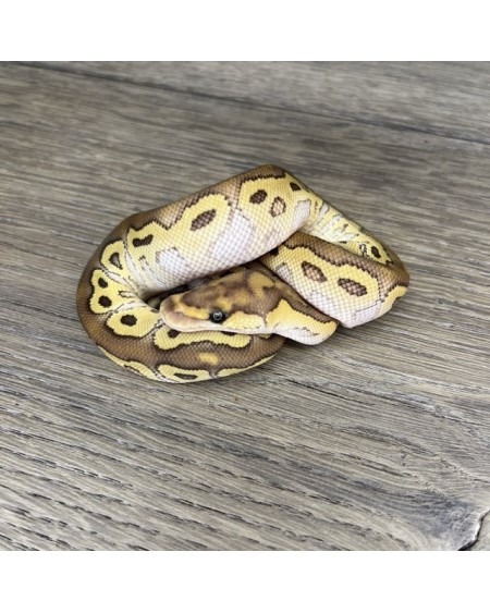 51/2025 - 1.0 Butter Clown