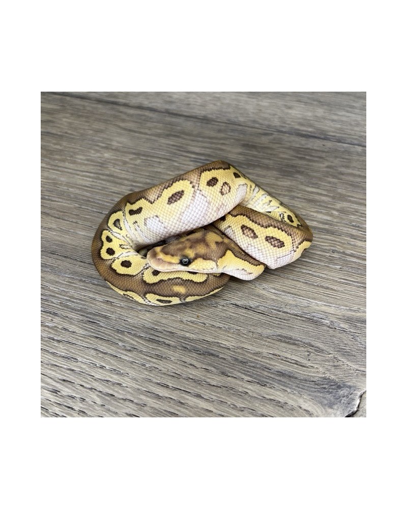 51/2025 - 1.0 Butter Clown 51/2025 - 1.0 Butter Clown