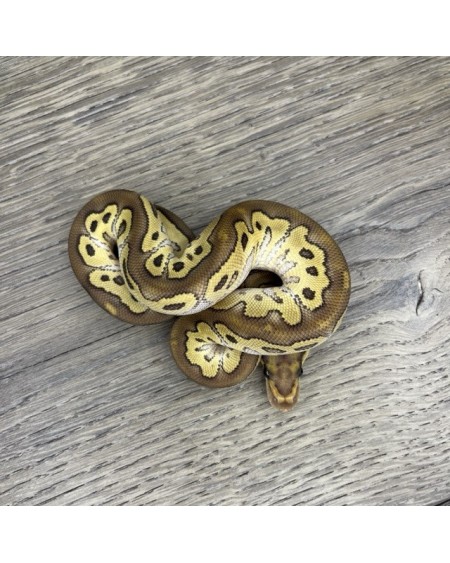 51/2025 - 1.0 Butter Clown 51/2025 - 1.0 Butter Clown