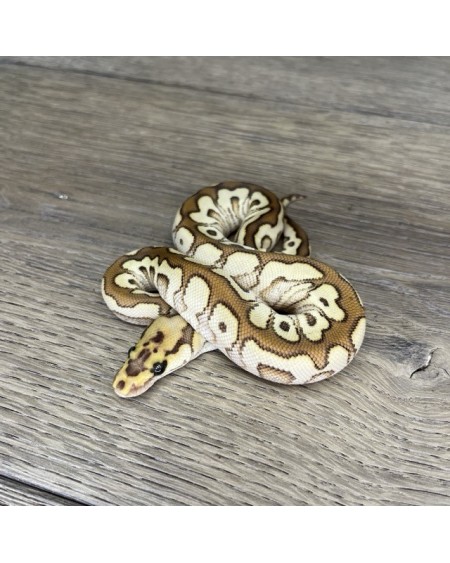 52/2025 - 1.0 Spotnose Butter Clown