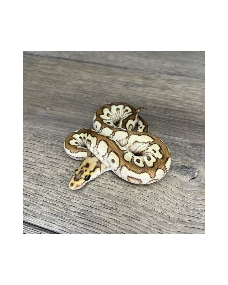 52/2025 - 1.0 Spotnose Butter Clown 52/2025 - 1.0 Spotnose Butter Clown