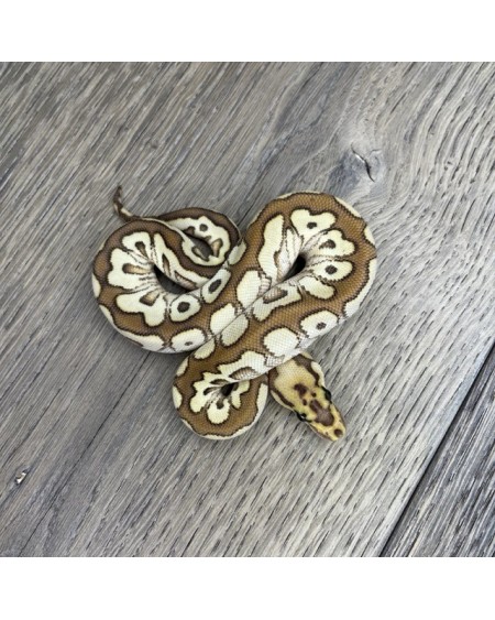 52/2025 - 1.0 Spotnose Butter Clown 52/2025 - 1.0 Spotnose Butter Clown