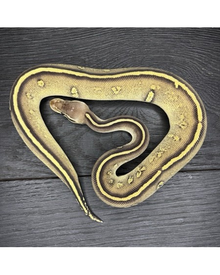 22/2025 - 1.0 Ghi Mojave Stranger 66% het Clown