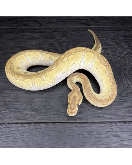 46/2025 - 1.0 Butter Clown