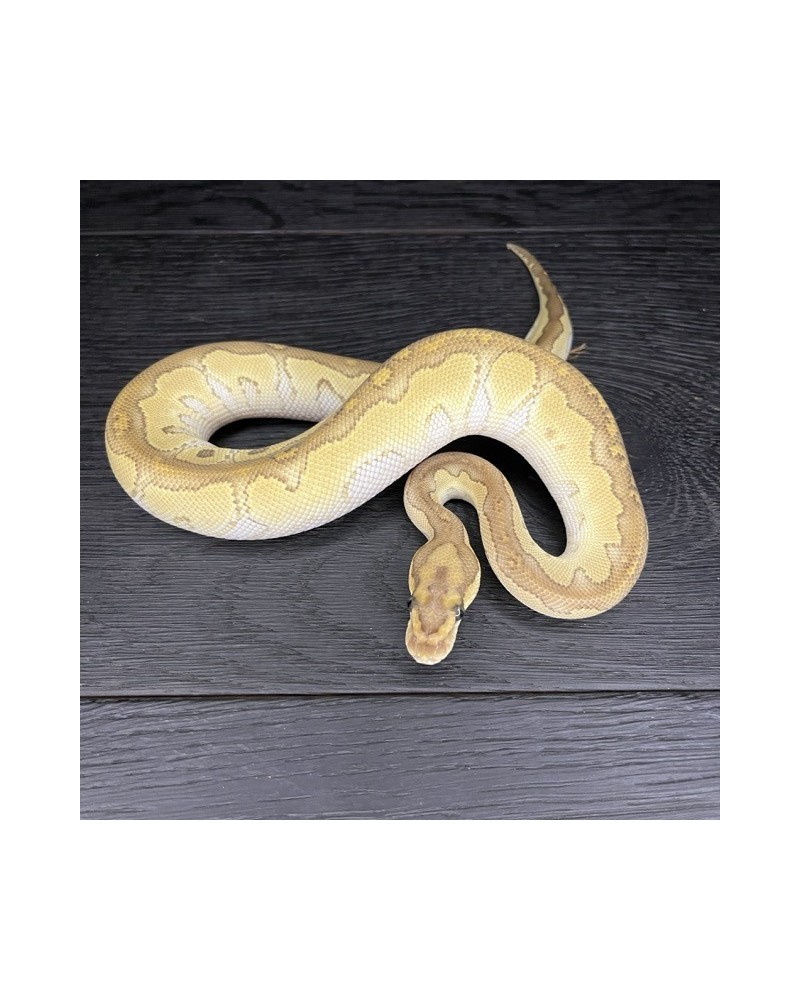 46/2025 - 1.0 Butter Clown