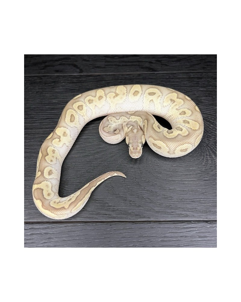 49/2025 - 1.0 Ghi Butter Clown