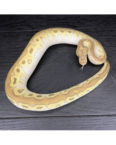 51/2025 - 1.0 Butter Clown