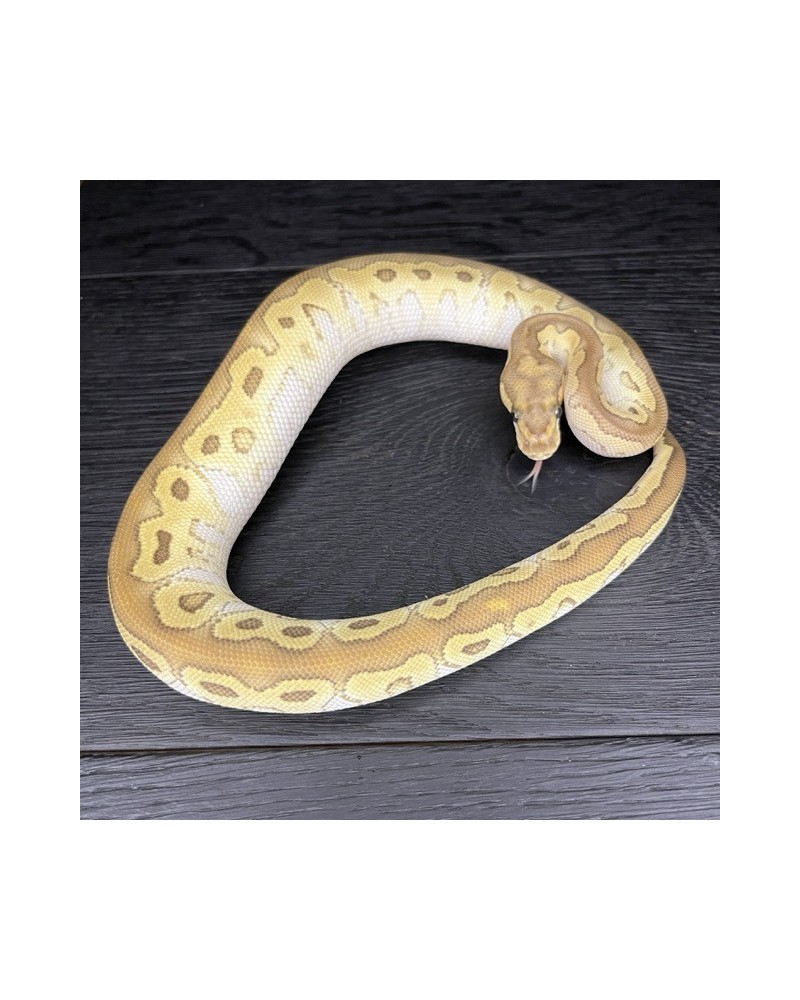 51/2025 - 1.0 Butter Clown