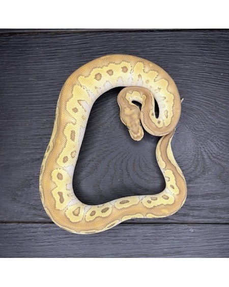 51/2025 - 1.0 Butter Clown