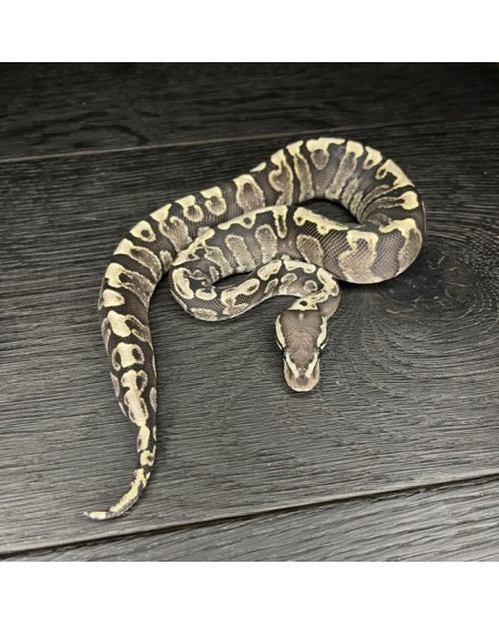 54/2025 - 0.1 Super Ghi het Clown poss RS het Albino