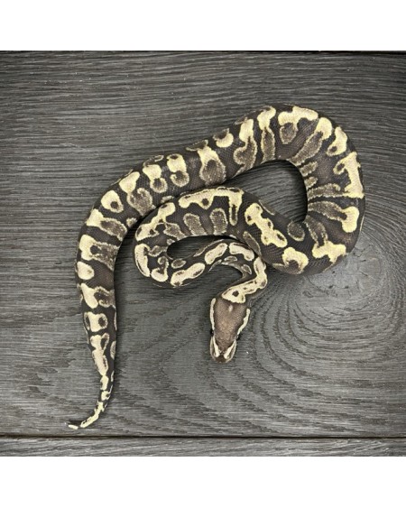 54/2025 - 0.1 Super Ghi het Clown poss RS het Albino